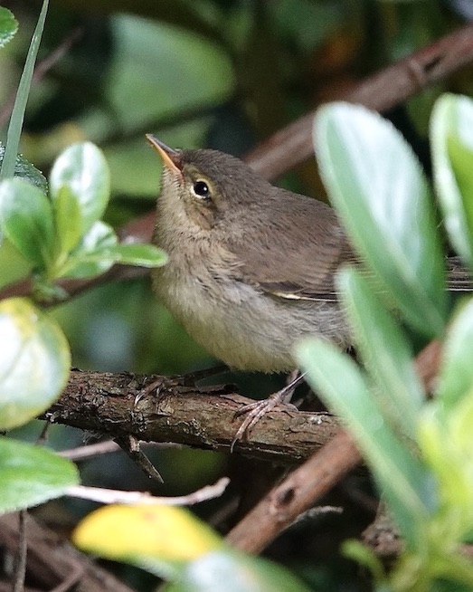 chiffchaff